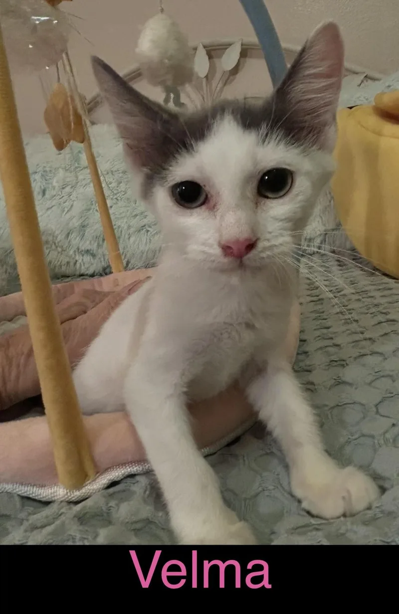 A baby medium-sized female Buff & White Domestic Short Hair cat named Velma for adoption in Herculaneum, MO
