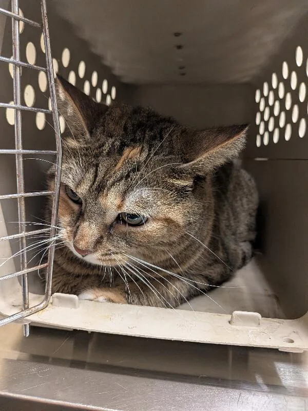 An adult large-sized female Tabby (Brown / Chocolate) Domestic Short Hair cat named Fancy Free for adoption in Cincinnati, OH