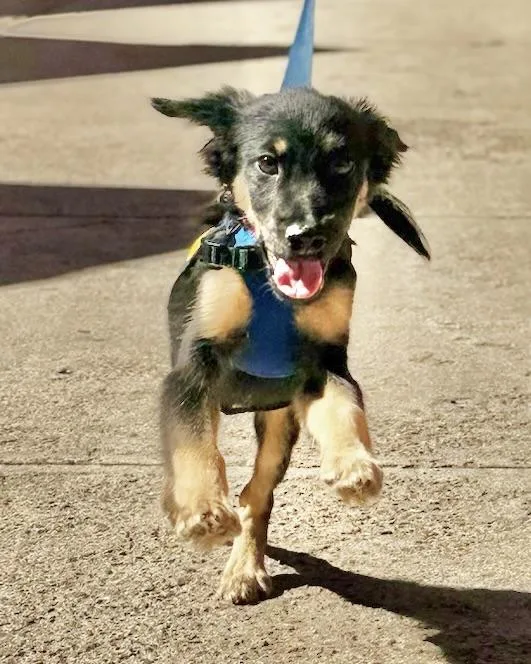 A baby medium-sized male Australian Shepherd dog named Maknae for adoption in New York, NY