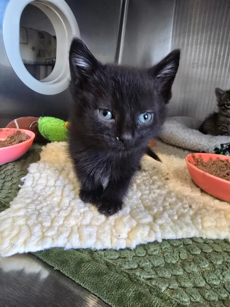 A baby medium-sized male Domestic Short Hair cat named G Smokey for adoption in Ashland, WI
