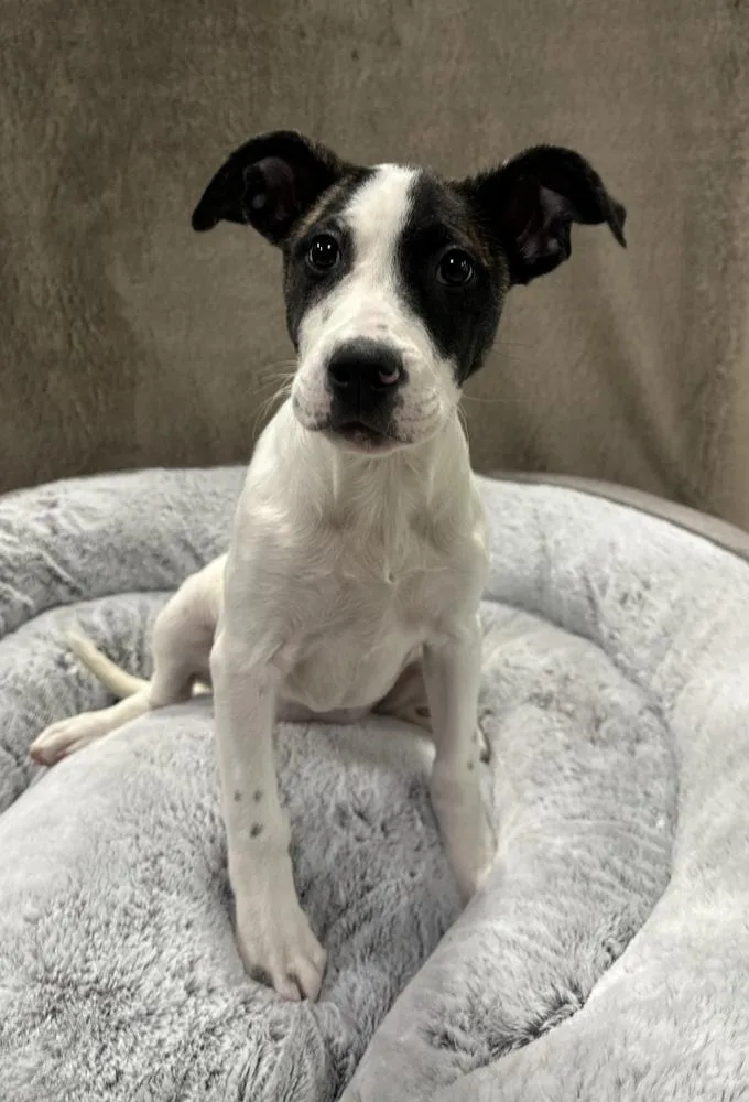 A baby large-sized female Pit Bull Terrier dog named Butter for adoption in Sedalia, CO