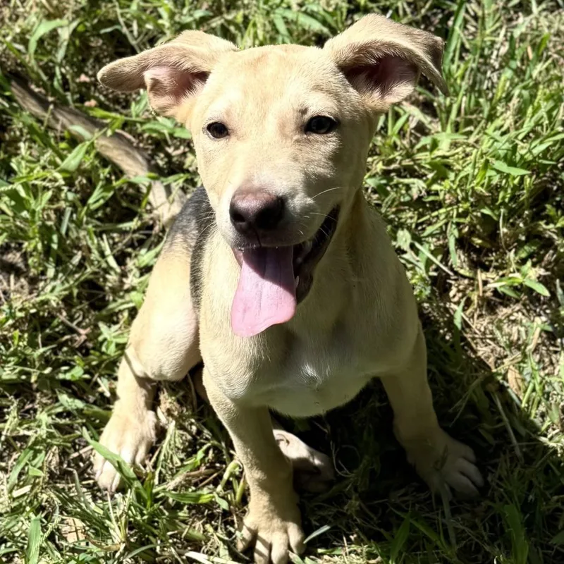 A young medium-sized male Yellow / Tan / Blond / Fawn Hound dog named Jack for adoption in Bend, OR