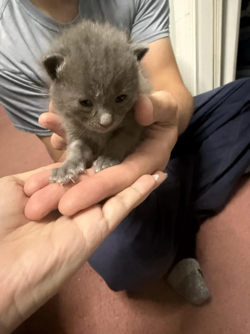 A baby medium-sized male Gray / Blue / Silver Domestic Short Hair cat named Armani for adoption in Columbia, SC