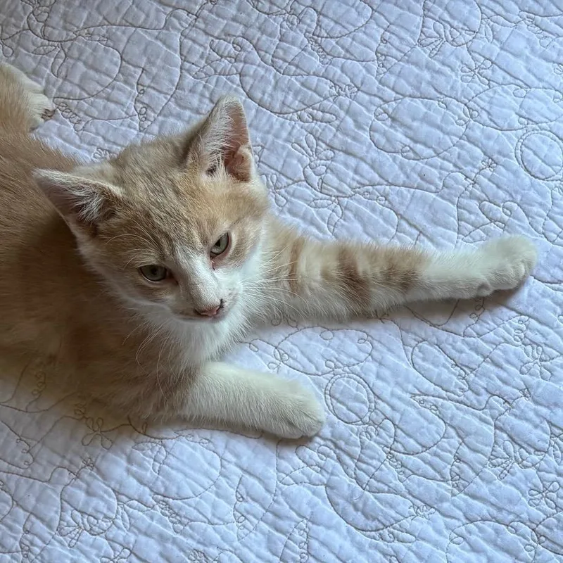 A young medium-sized male Orange / Red Domestic Short Hair cat named Blue for adoption in Long Beach, CA