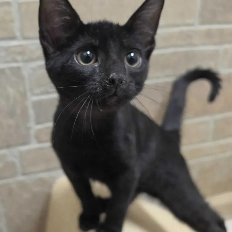 A baby small-sized male Domestic Short Hair cat named Young Faygo for adoption in Davenport, IA