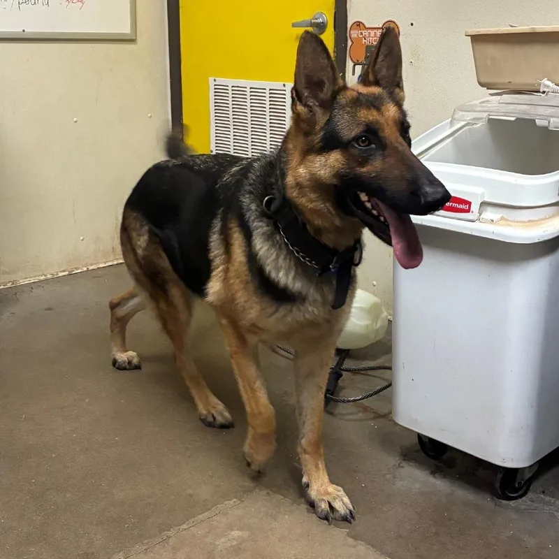 An adult large-sized female Black German Shepherd Dog dog named Oma for adoption in Bryan, TX