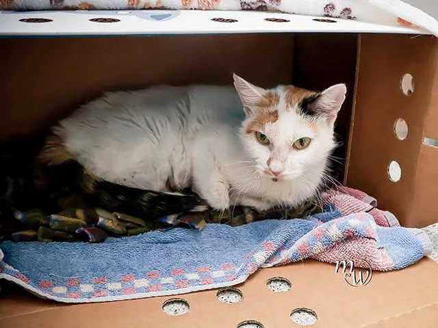 An adult medium-sized female Domestic Short Hair cat named Mathilda for adoption in Omaha, NE