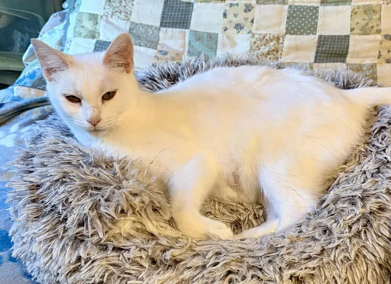 A young medium-sized female Domestic Short Hair cat named Bianca for adoption in Houghton Lake, MI