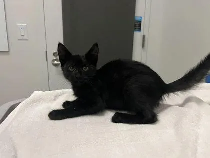 A baby small-sized female Domestic Medium Hair cat named Spooky Sparkle for adoption in Kansas City, MO