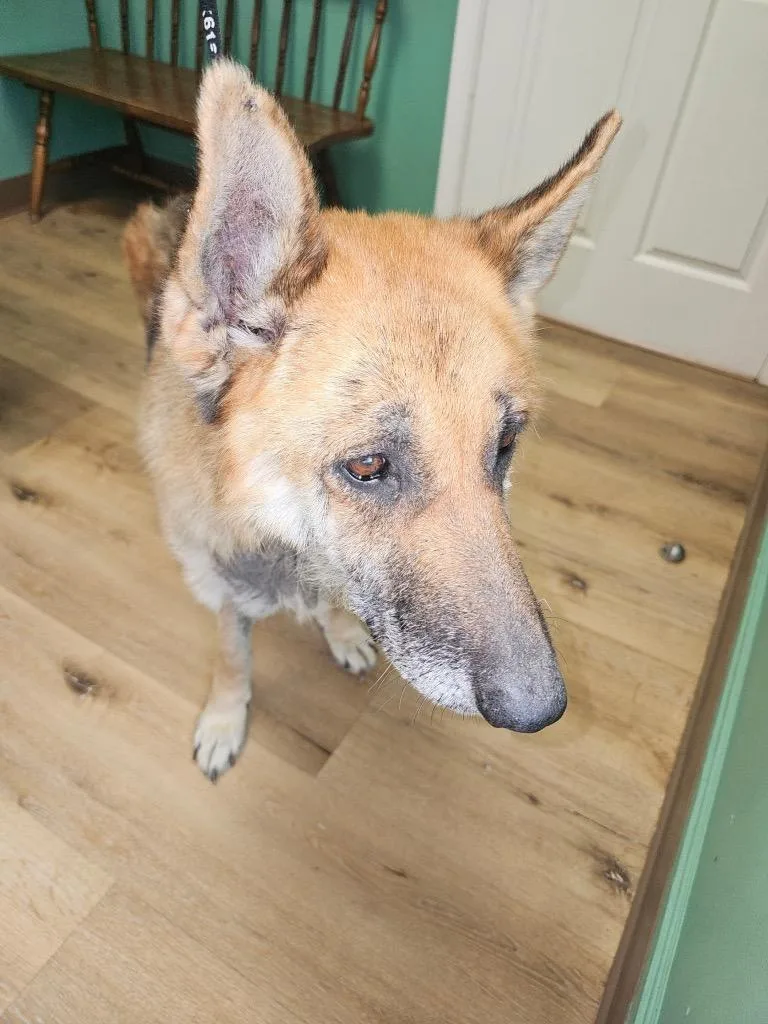 A senior large-sized female German Shepherd Dog dog named Sassy for adoption in Lafayette, TN
