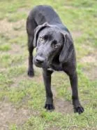 An adult large-sized male Coonhound dog named Tucker for adoption in Manchester, CT