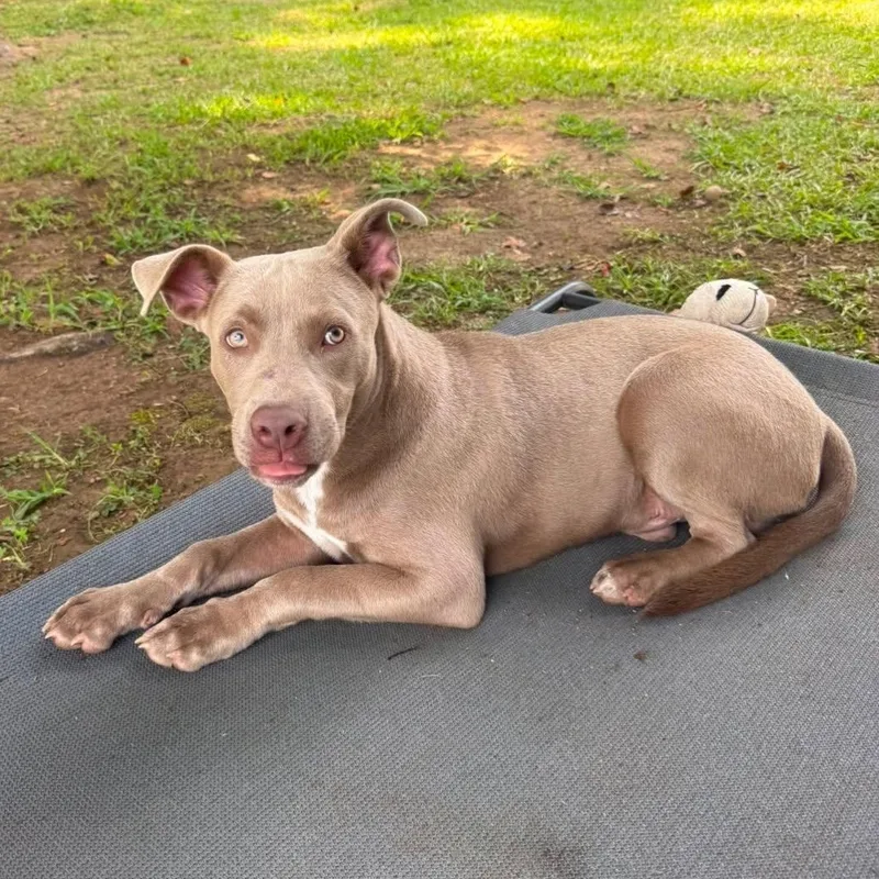 A young medium-sized male Apricot / Beige Terrier dog named Buddy for adoption in POLKTON, NC