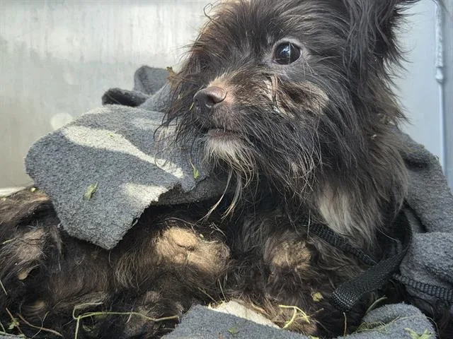 A young medium-sized male Papillon dog named Simba for adoption in San Antonio, TX