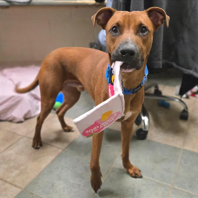 A young medium-sized male Yellow / Tan / Blond / Fawn Mixed Breed dog named Sonny for adoption in Chattanooga, TN