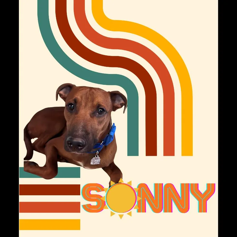 Sonny thumbnail 3