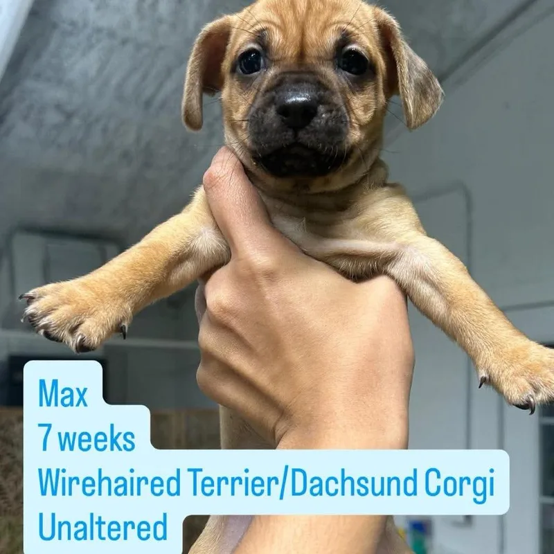 A baby small-sized male Wirehaired Terrier dog named Max for adoption in Tampa, FL