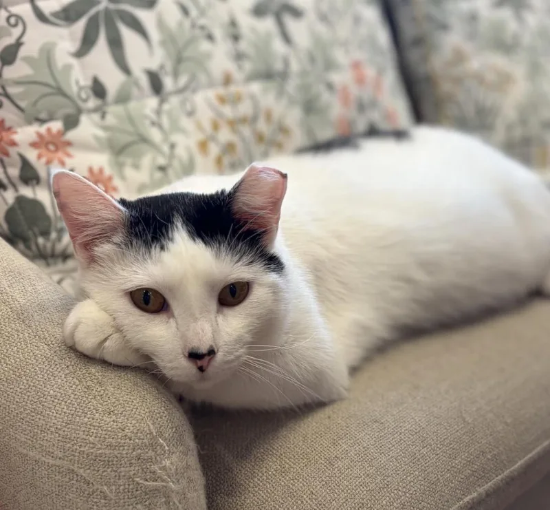 A young medium-sized female White Domestic Short Hair cat named Buttermilk Betsy for adoption in Alexandria, VA