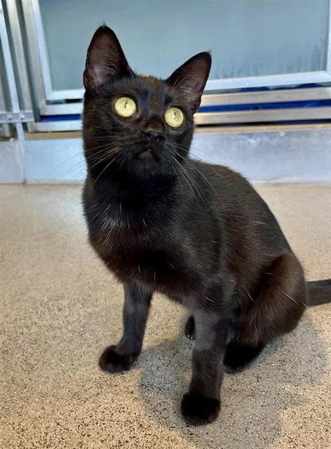 A young small-sized female Domestic Short Hair cat named Milena for adoption in San Francisco, CA