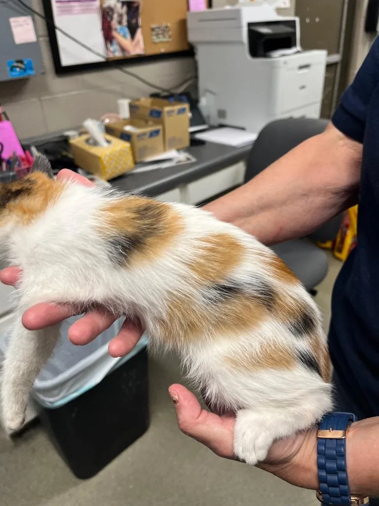 A baby small-sized female Domestic Short Hair cat named London for adoption in Hopkinsville, KY