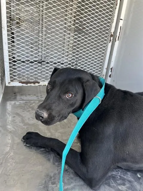 A young medium-sized female Pit Bull Terrier dog named Mimi for adoption in Bakersfield, CA