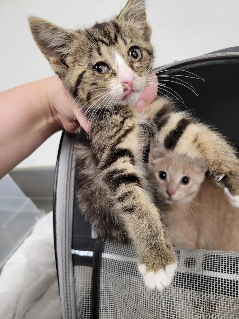 A baby small-sized male Domestic Short Hair cat named Tinker for adoption in Angola, IN