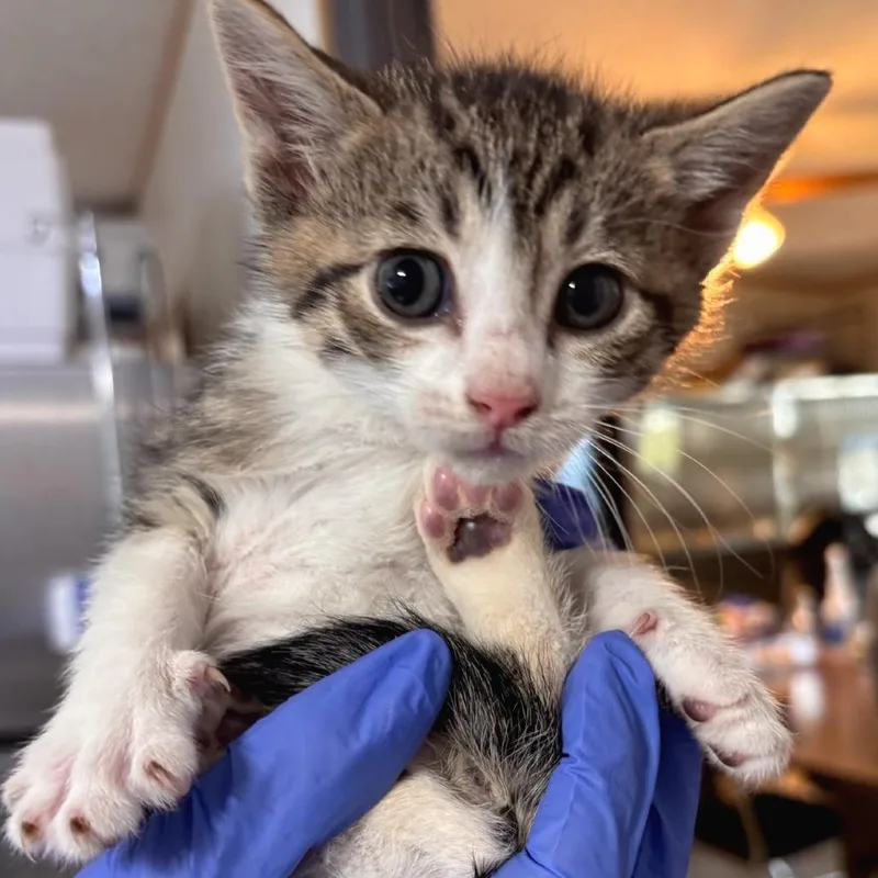 A baby small-sized male White Domestic Short Hair cat named Chicken for adoption in Belleville, IL