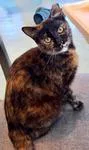 A baby medium-sized female Tortoiseshell Domestic Short Hair cat named Butterscotch for adoption in Chico, CA