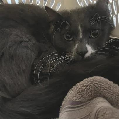 An adult medium-sized male Gray / Blue / Silver Domestic Long Hair cat named Toto for adoption in Chaska, MN