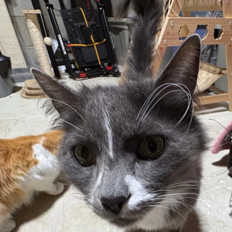 Toto thumbnail 2