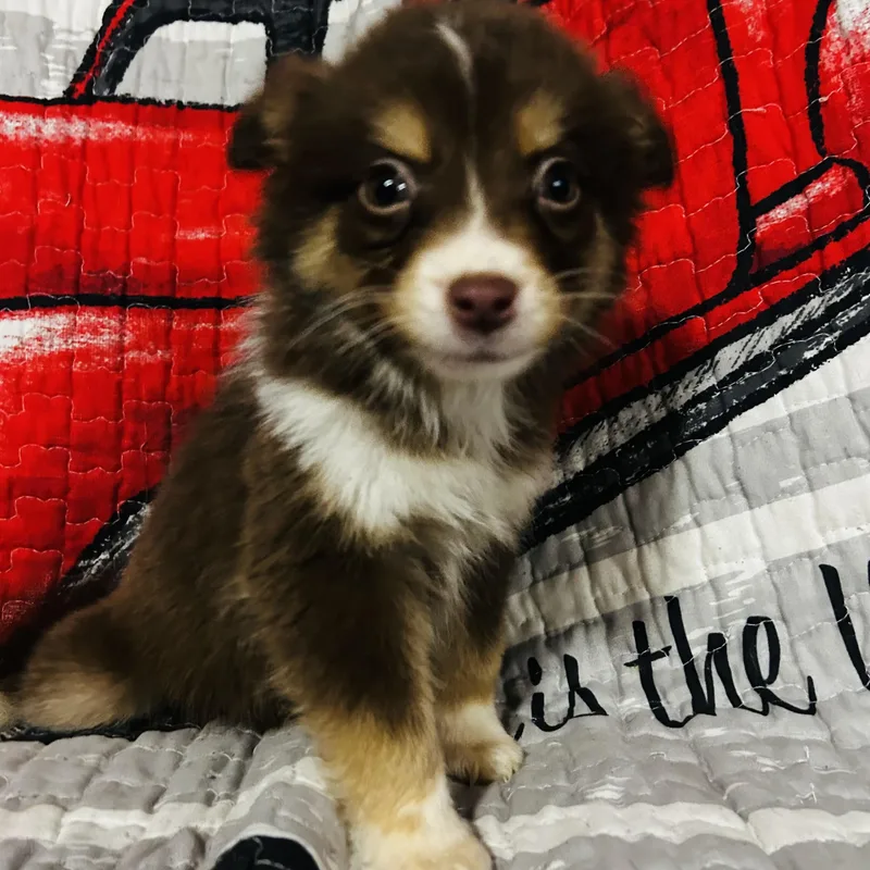 A baby medium-sized female Pomsky dog named Dolly for adoption in Oak Bluffs, MA