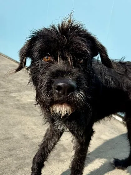 An adult large-sized male Schnauzer dog named Calfern for adoption in New Orleans, LA
