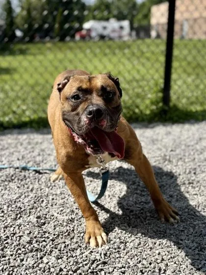 An adult large-sized male Mixed Breed dog named Pharoah for adoption in Cincinnati, OH