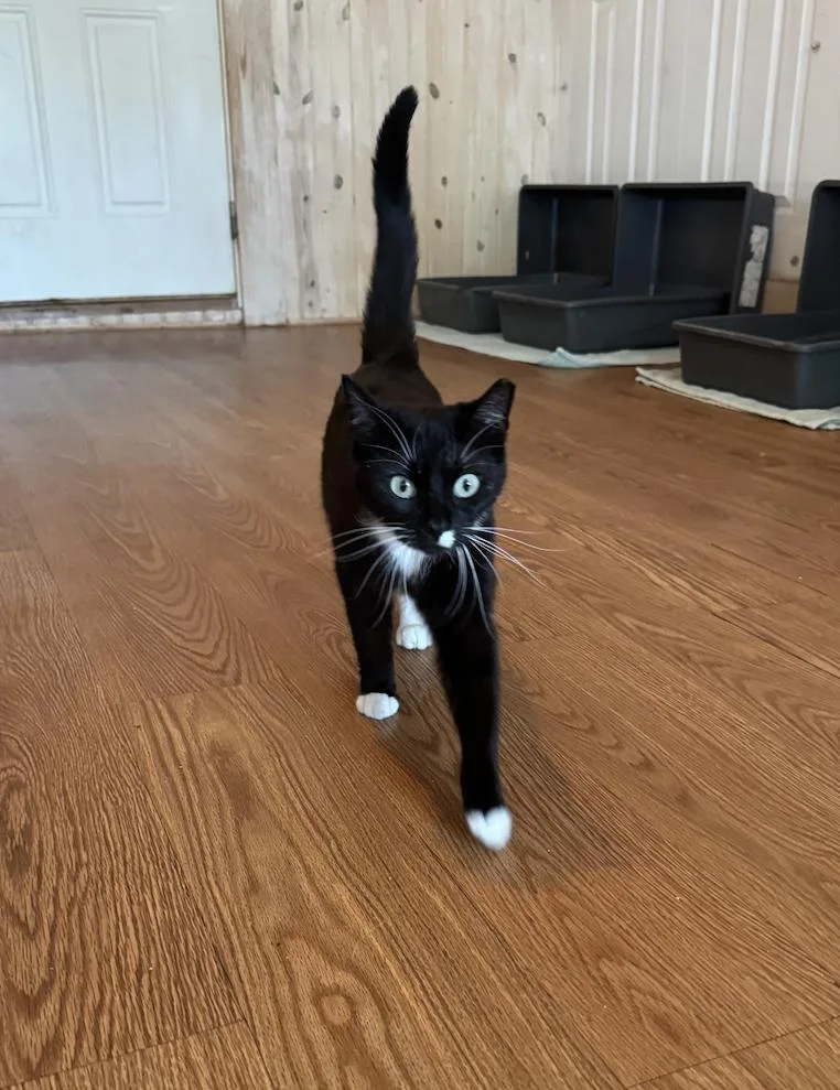 Lindy Lou thumbnail 3