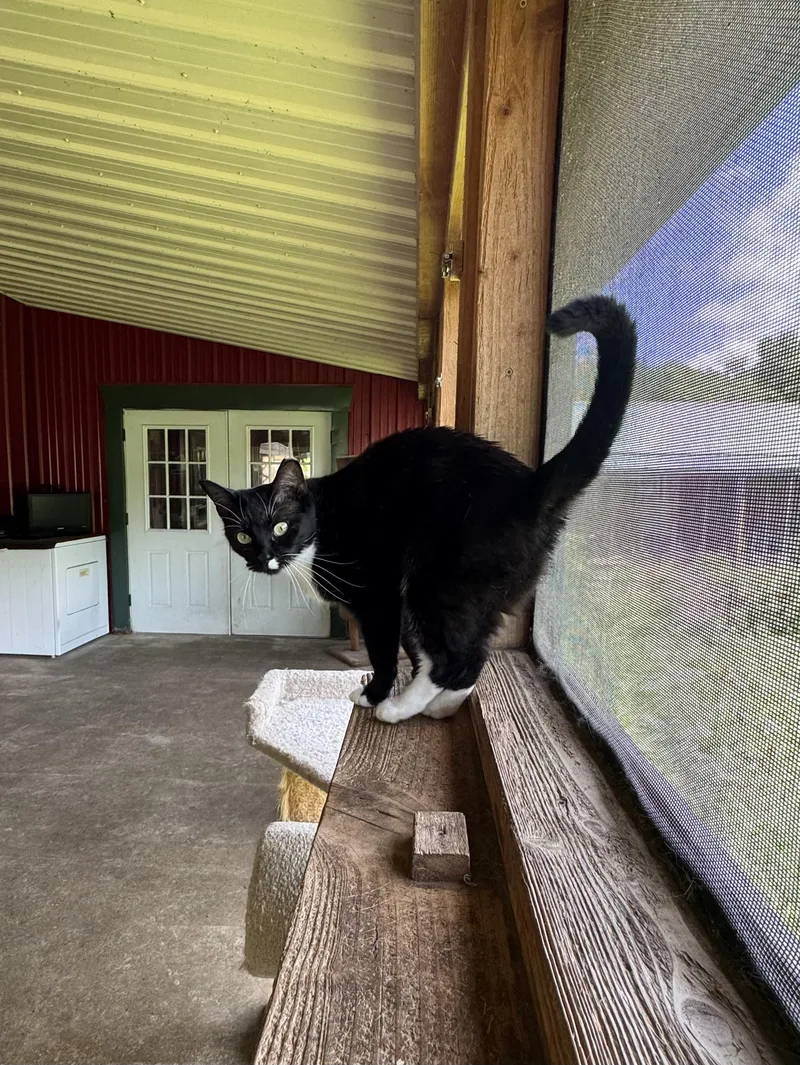 Lindy Lou thumbnail 4