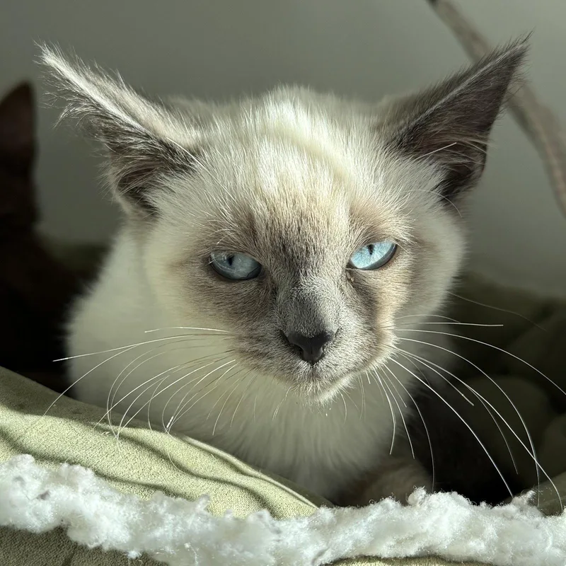 A baby small-sized male Siamese cat named Clove for adoption in Oakland, CA