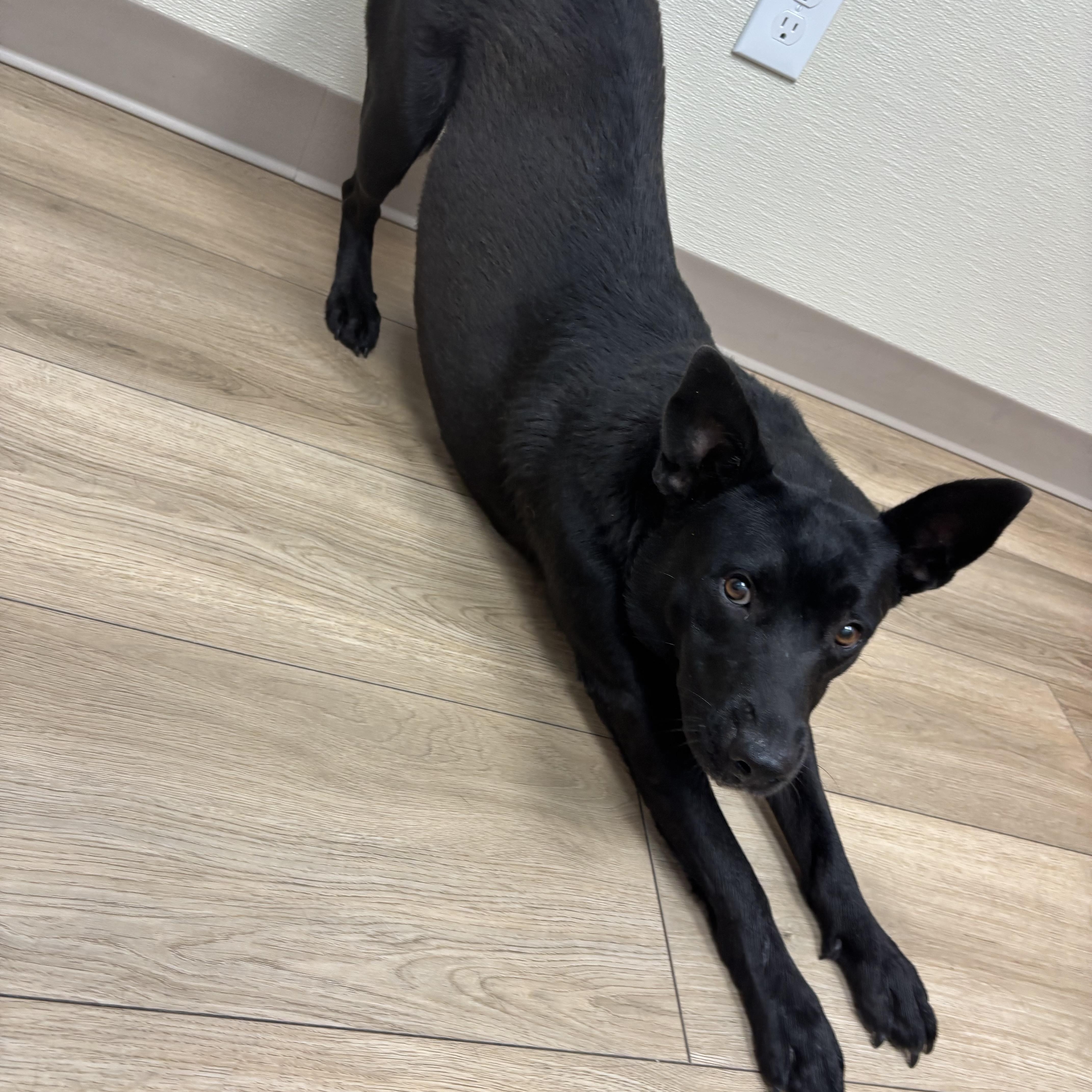 A young medium-sized female Shepherd dog named Miracle for adoption in Pearland, TX