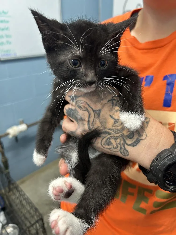 A baby small-sized male Black & White / Tuxedo Domestic Short Hair cat named Sour Peach Pucker for adoption in Evansville, IN