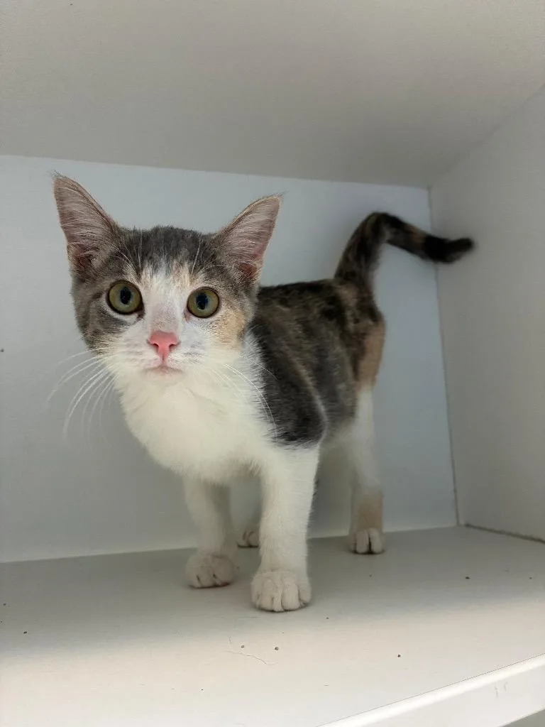 A baby small-sized female Calico cat named Kelly for adoption in Newcastle, OK