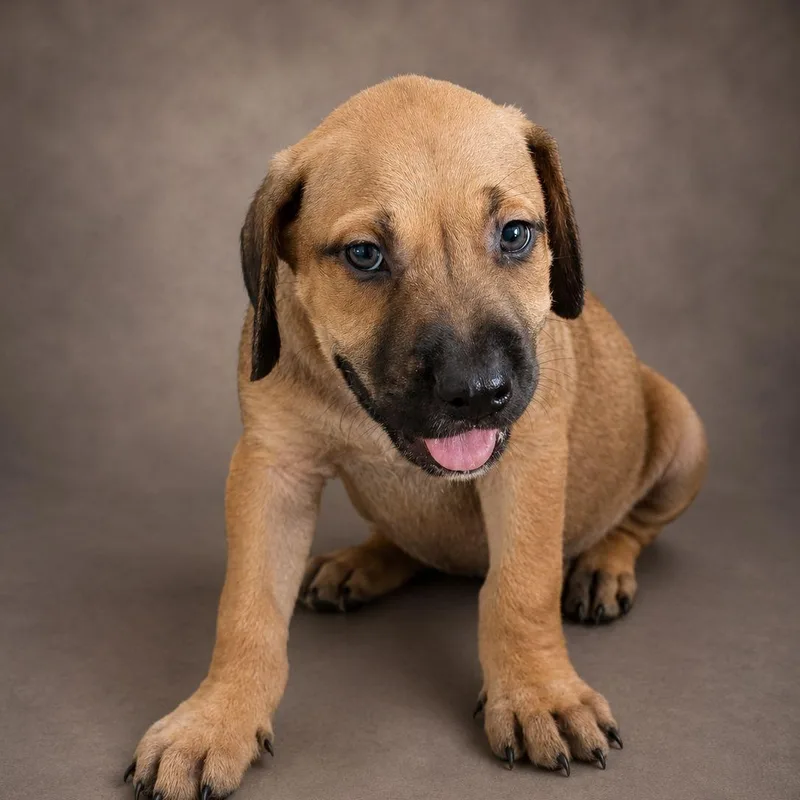 A baby small-sized male Yellow / Tan / Blond / Fawn Labrador Retriever dog named Fénix for adoption in New York, NY