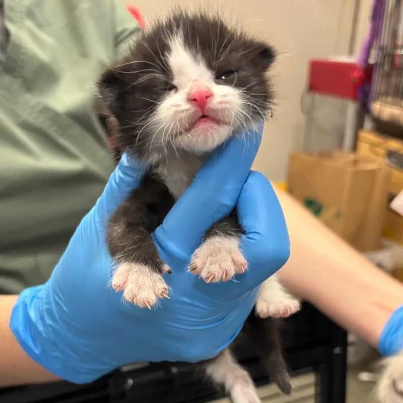 A baby small-sized male Black Domestic Short Hair cat named The Owen for adoption in Los Angeles, CA