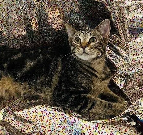 Miss Walnut  Tree thumbnail 2