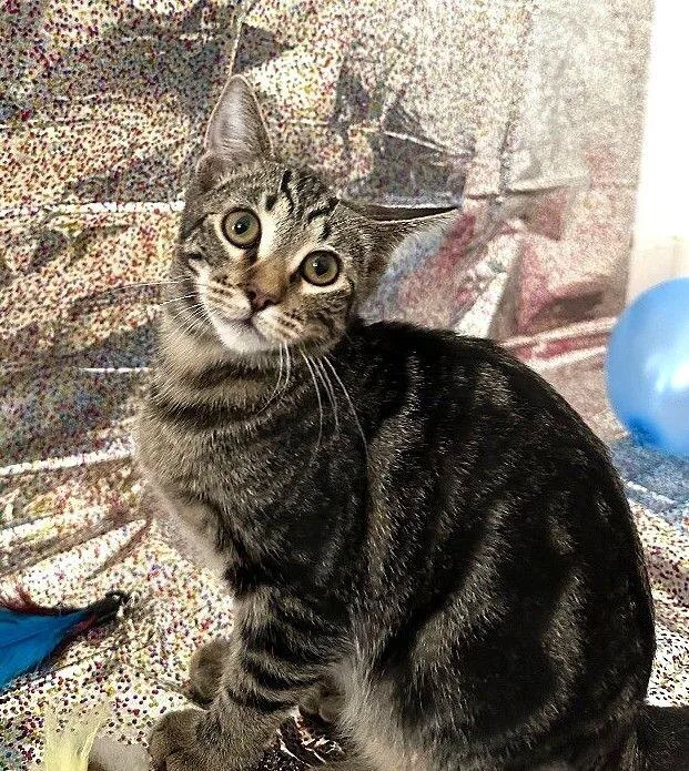 Miss Walnut  Tree thumbnail 3