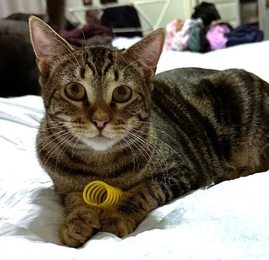 Miss Walnut  Tree thumbnail 4