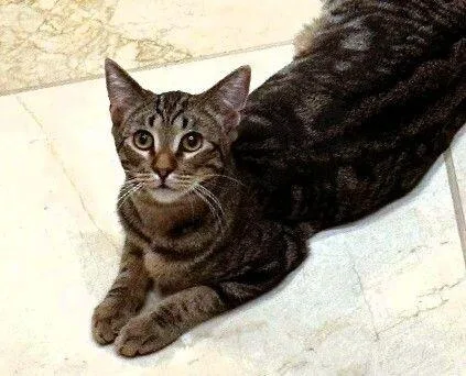 Miss Walnut  Tree thumbnail 5