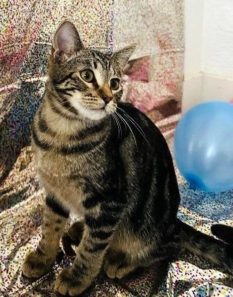 Miss Walnut  Tree thumbnail 6