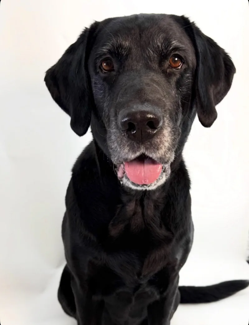 An adult large-sized male Black Labrador Retriever dog named Brutus for adoption in Scottsdale, AZ