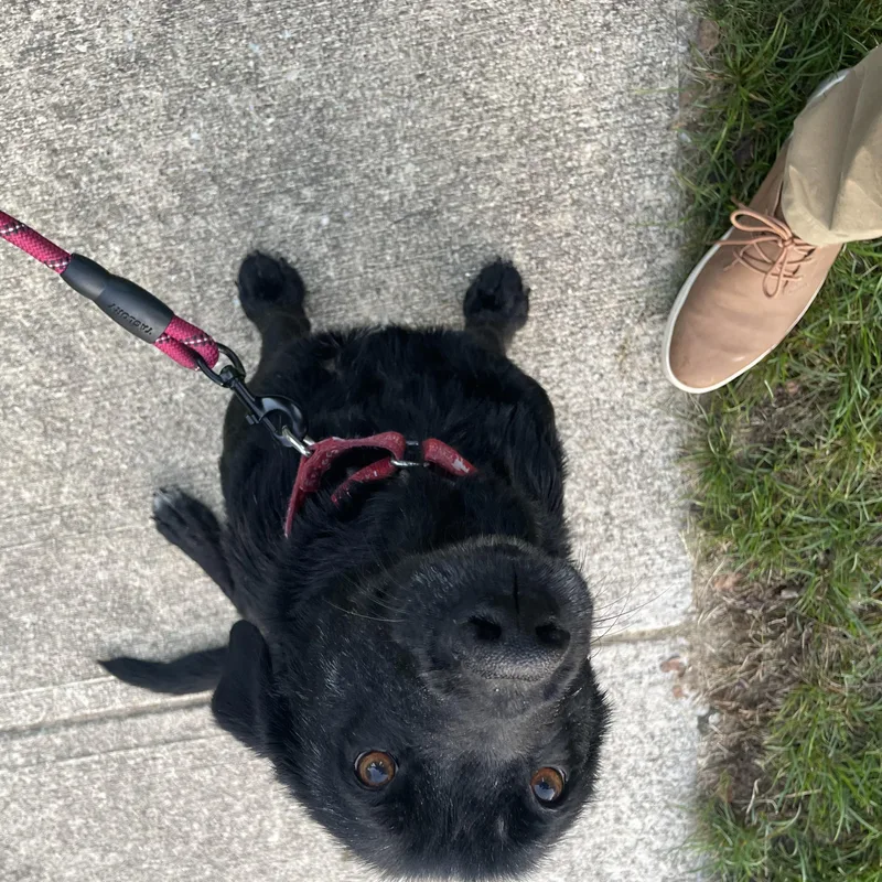 An adult large-sized female Black Labrador Retriever dog named Lulu for adoption in Indianapolis, IN