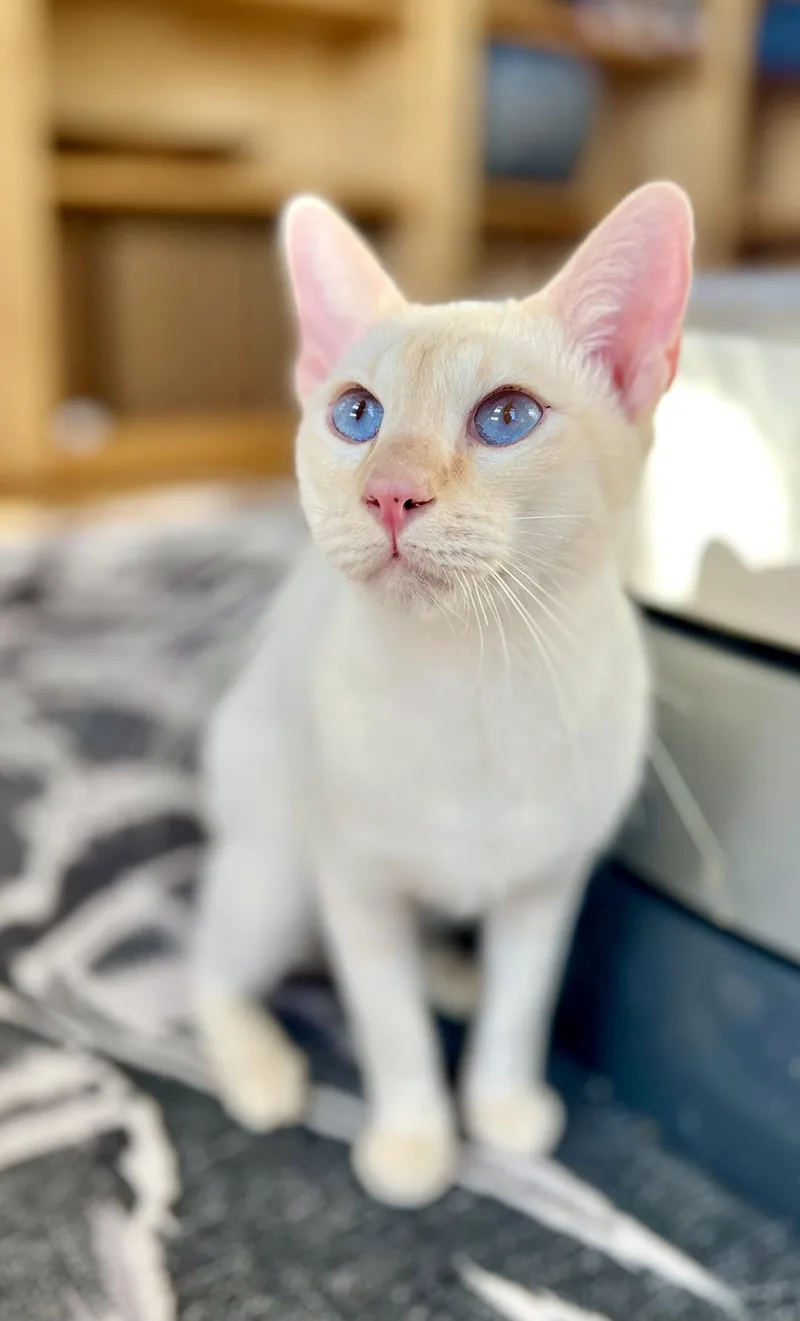 A young medium-sized male Flame Point Siamese cat named Chesney for adoption in valparaiso, IN