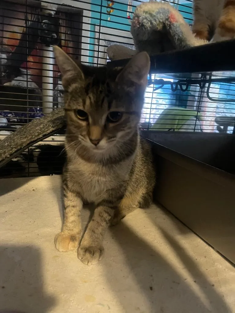 Rumpleteazer thumbnail 2