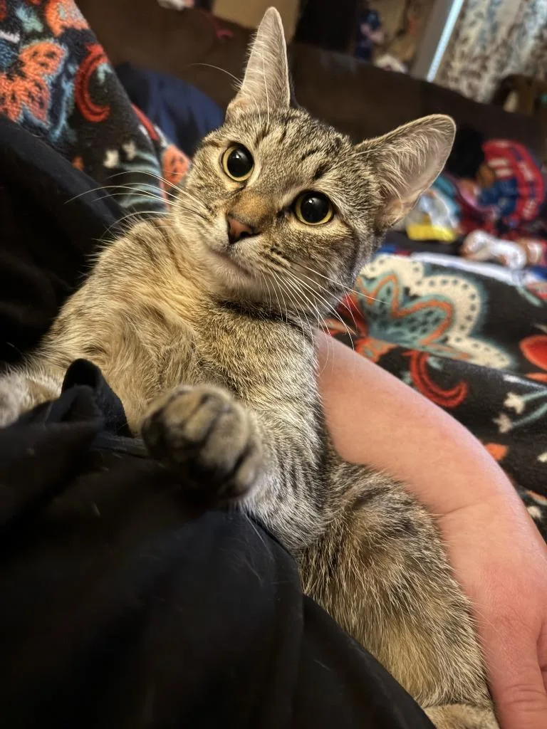 Rumpleteazer thumbnail 3